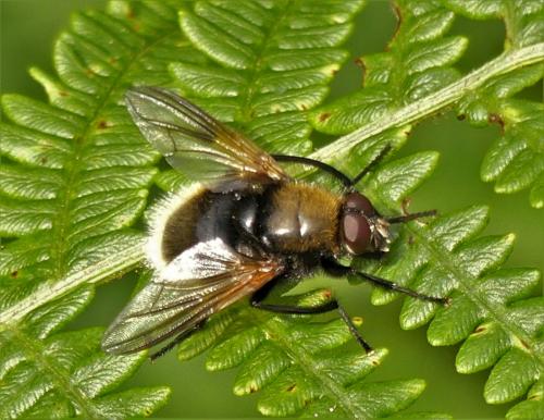 Réf. 289 844 : Mesembrina mystacea
